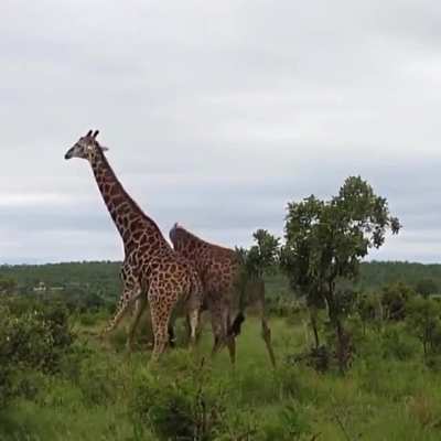 Girafas brigando.