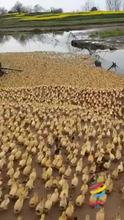 Millions of tiny little zoomies. :)