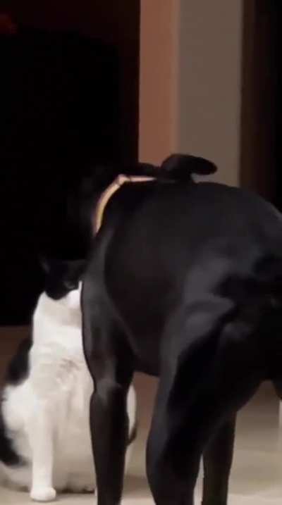 to intimidate