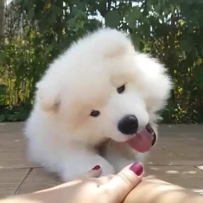 Good boye playing