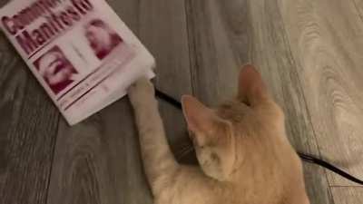 Based Cat