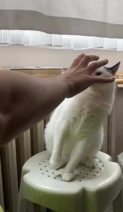 Fighting with my cat 🥷🏼😼