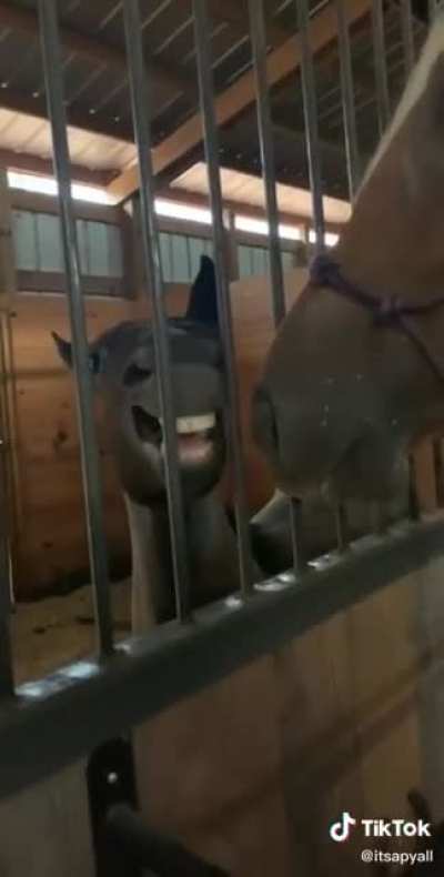 stupid horse
