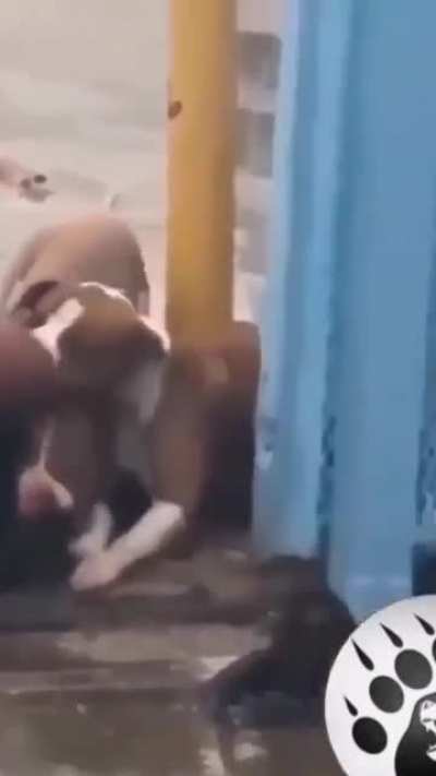 Bystander Just Watches and Films as A Man is Attacked By Three Pitbulls