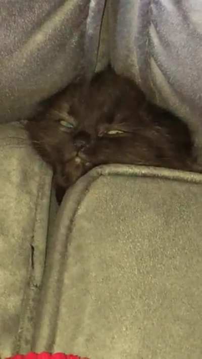 My kitten’s new “chill zone”