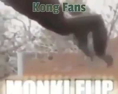 🦍🦍🦍