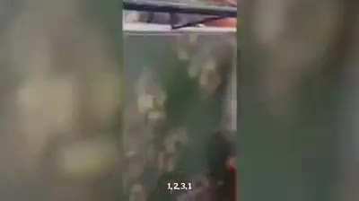Singing parrot