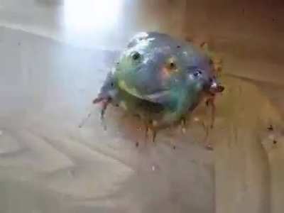 Fffrrroooggg!!!