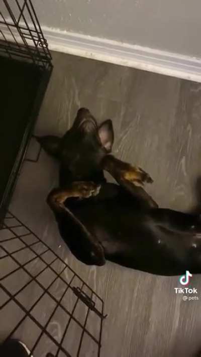 He plays dead so he doesn’t have to go in his crate