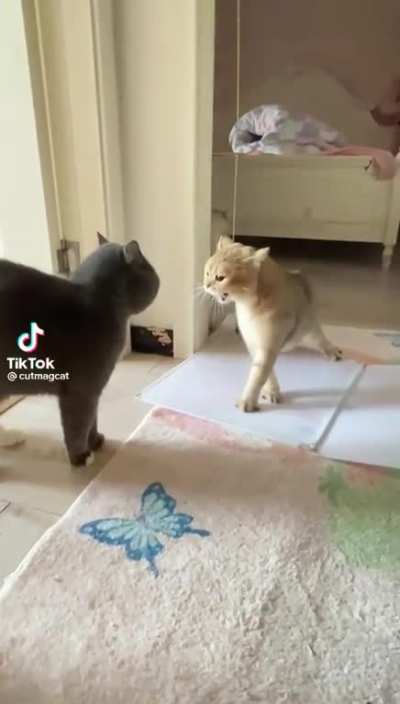 Cat scream