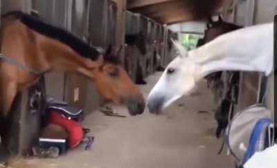 Neigh