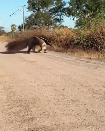Oso melero adulto visto en un camino rural en la zona de Margarita, en el norte de la provincia de Santa Fe.