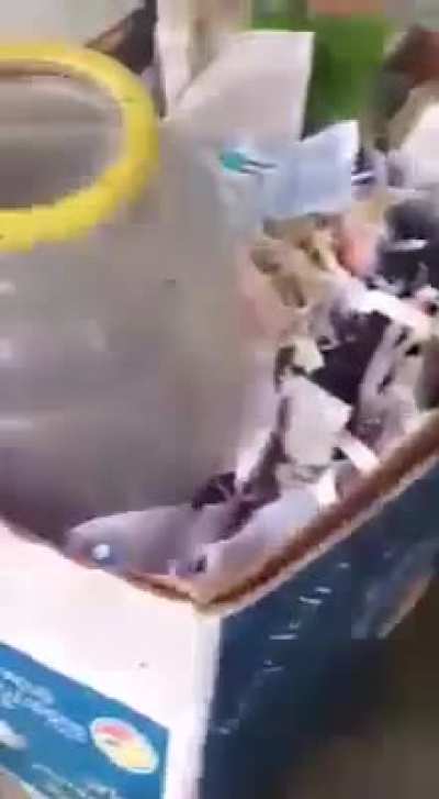 During a rainstorm, a mother rat repeatedly dives underwater to save her litter one-by-one before they drown.