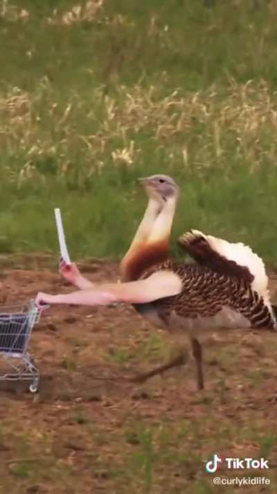 If birds had arms.