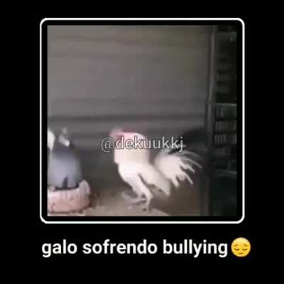Galo :(