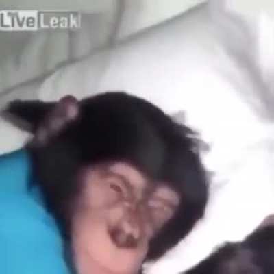 Wakey wakey