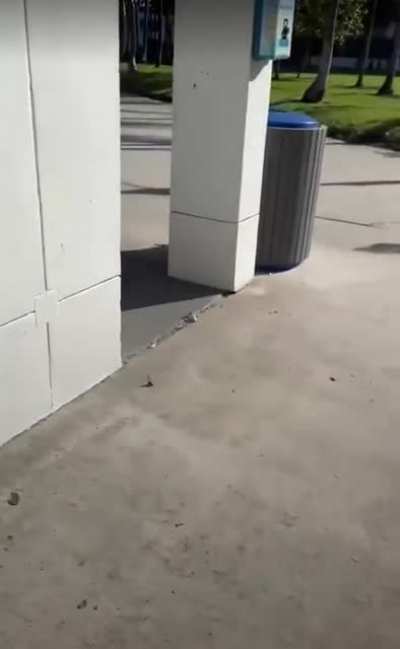 Iguana bros