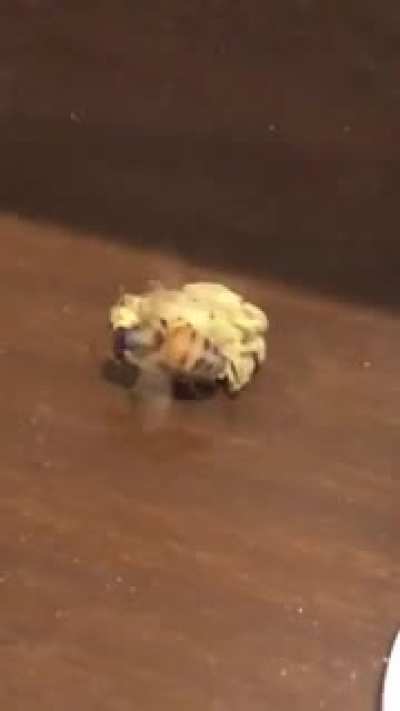 Bee fighting weed