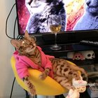 Cat lives a luxurious life 🤣🤣
