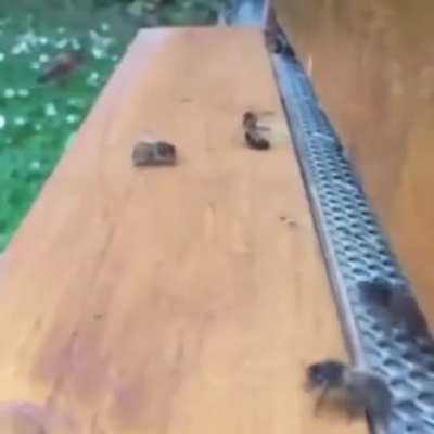 dumbass bees
