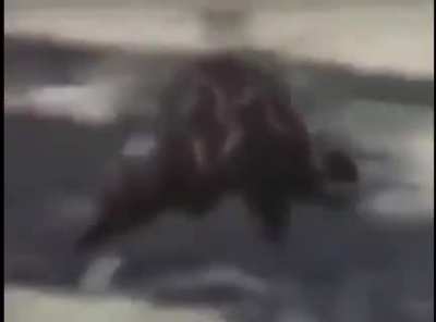 Monke on primitive bike