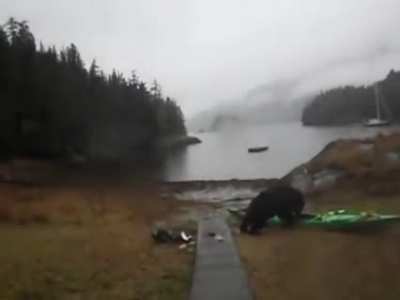 dont do it bear