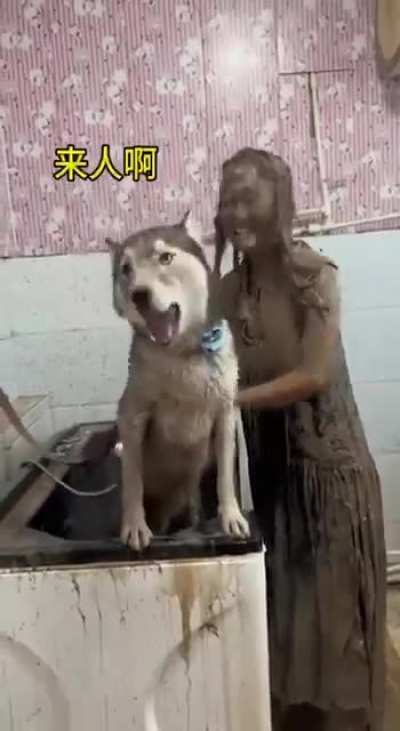 Have a dog they said