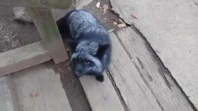 Just a couple of foxes harmonizing in a duet