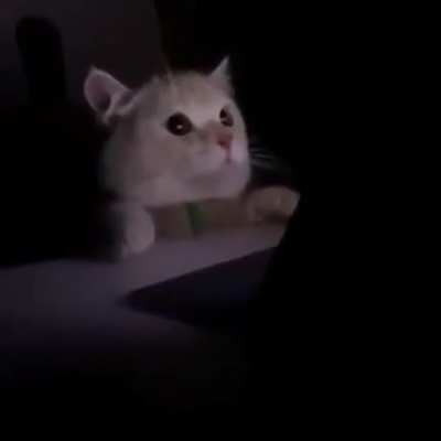 Light Mode: ON