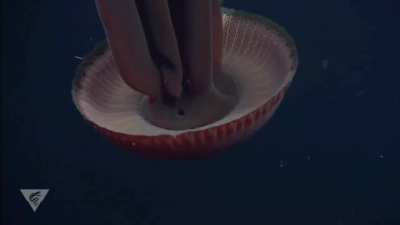 Stygiomedusa gigantea typically inhabits the ocean's midnight zone and has been seen as deep as 6,665 m (21,867 ft). It is considered one of the largest invertebrates, reaching a length of 10 m (33 ft).
