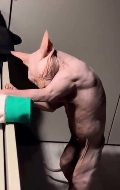 Looks like hes been at the gym