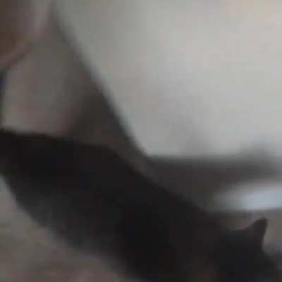 Feeding the cat