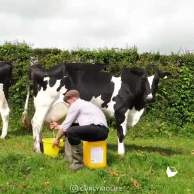 Where milk comes from