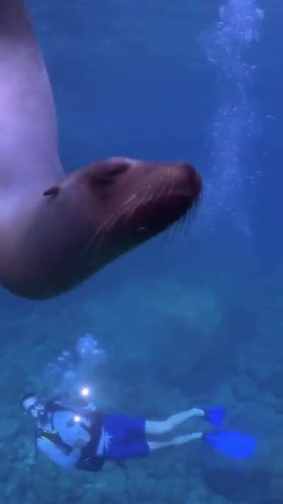 An excited seal play with diver. Via: @matt<wbr>hewun<wbr>derwa<wbr>ter