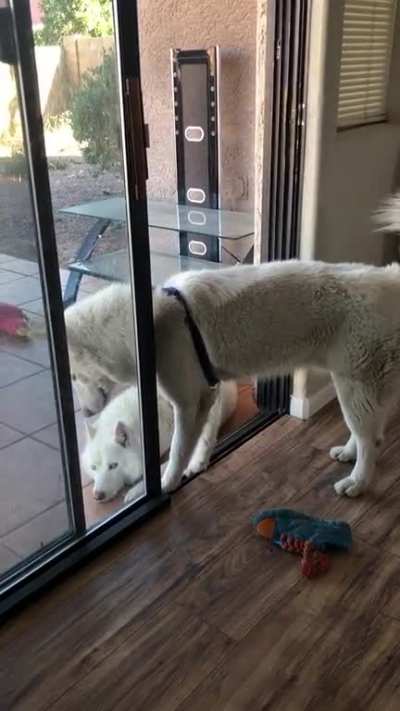 Hoooooman she’s blocking the door…