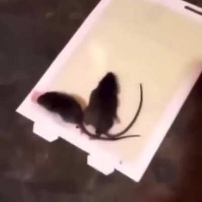 Rip rats