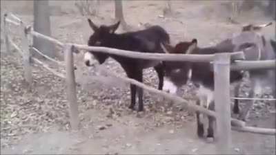 Pretty Genius Donkey!