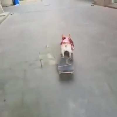 This good girl is actually skateboarding...
