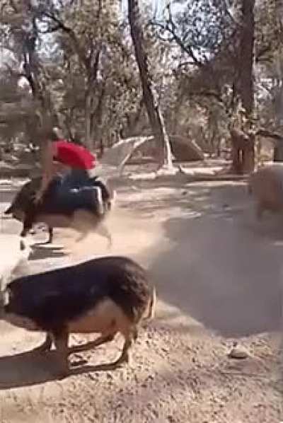 Ridin' the big pork