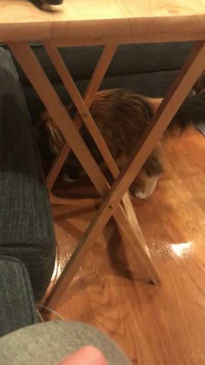 Cat tax if it’s needed/ asked for
