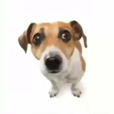 Perro