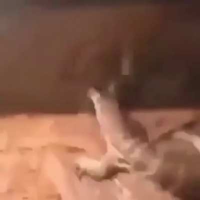 Y’all like gay rats????