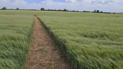 My walk along a beautifully straight path, with the waves billowing in the wind.
