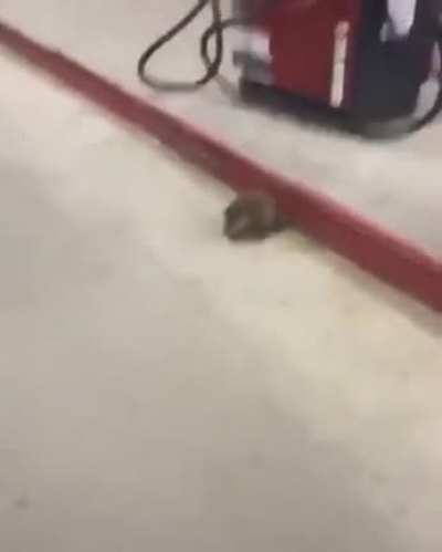 Don't fuck with gas station rats