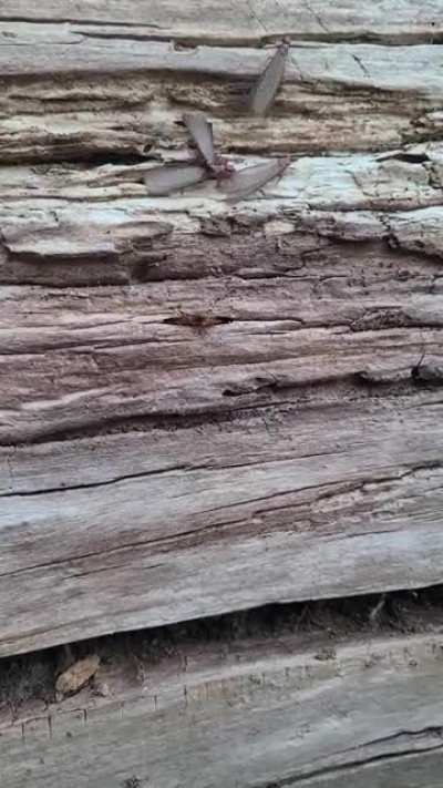 Came across, what I believe to be, a shit ton of virgin queens headed out on their nuptial flights.
