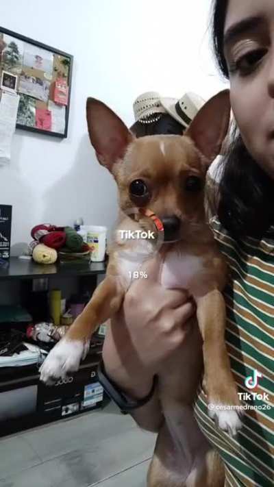 GigaDog