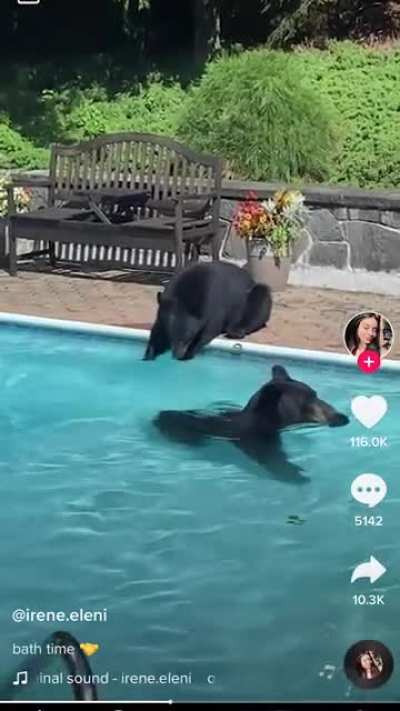 Bears enjoying the pool