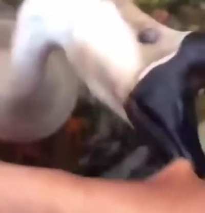 Bonk bonk bonk bonk