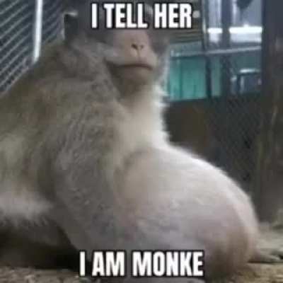 🐒🐒🐒🐒🐒🐒🐒🐒🐒