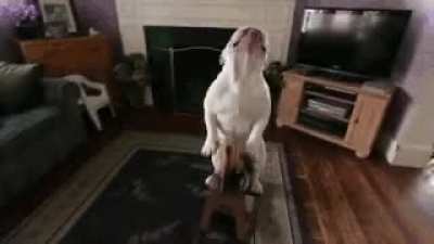 ONWARD, MY STEED!
